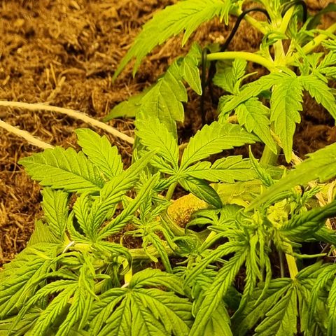 Bettii growlog timeline photo