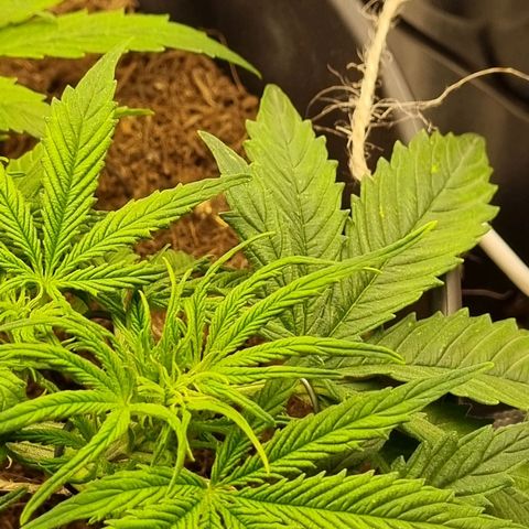 Bettii growlog timeline photo