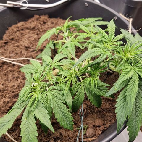 Bettii growlog timeline photo
