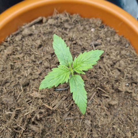 Patricia's Bitch Ass growlog timeline photo
