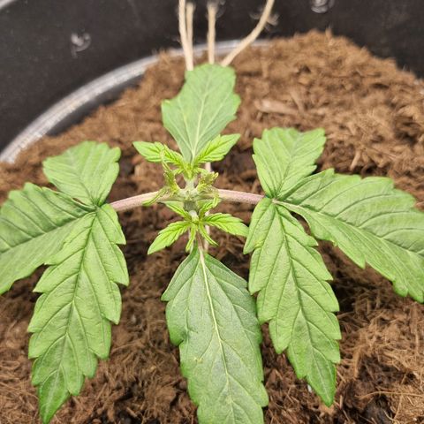 Melissa Bomb growlog timeline photo