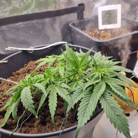 Bettii growlog timeline photo