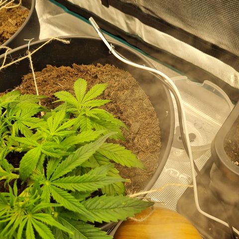Bettii growlog timeline photo
