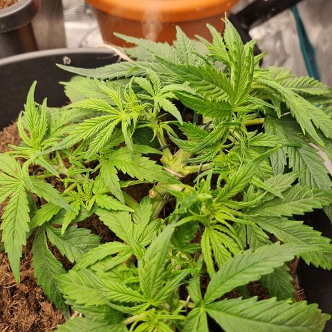 Bettii growlog timeline photo