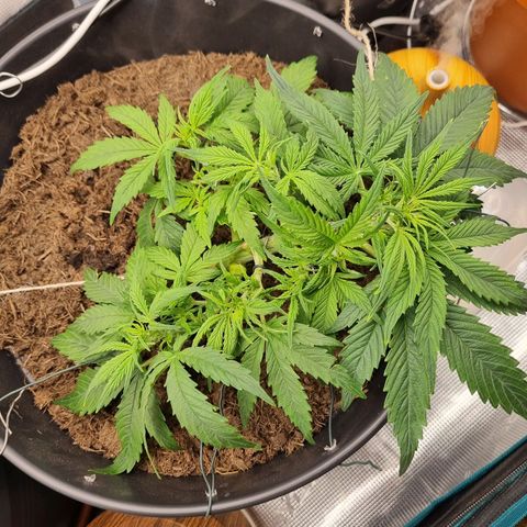 Bettii growlog timeline photo