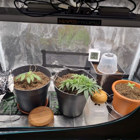 Melissa Bomb growlog timeline photo