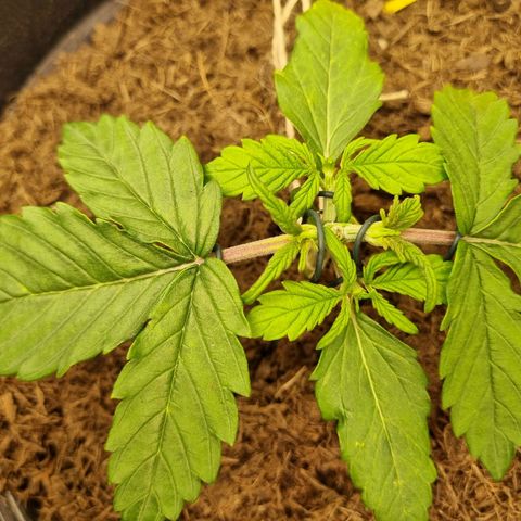 Melissa Bomb growlog timeline photo