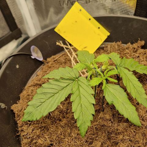 Melissa Bomb growlog timeline photo