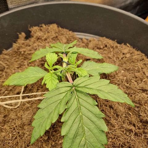 Melissa Bomb growlog timeline photo