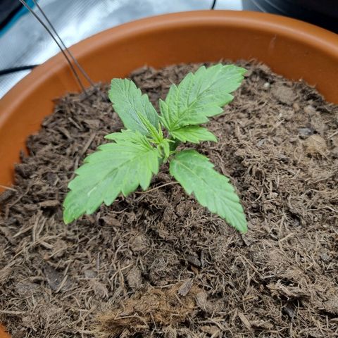 Patricia's Bitch Ass growlog timeline photo