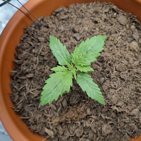 Patricia's Bitch Ass growlog timeline photo