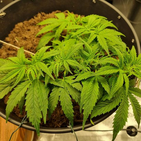 Bettii growlog timeline photo