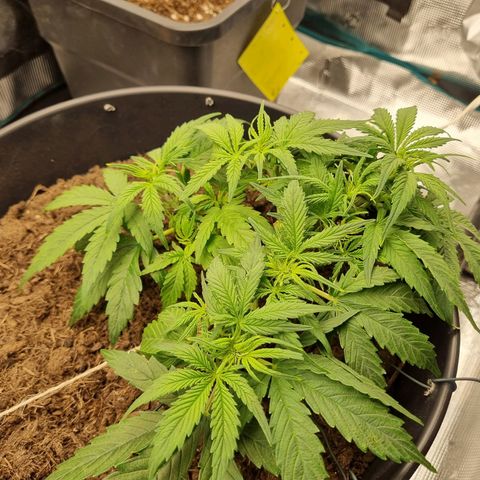 Bettii growlog timeline photo