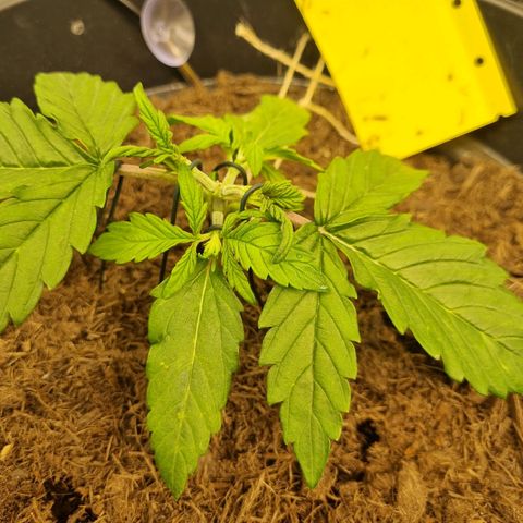Melissa Bomb growlog timeline photo