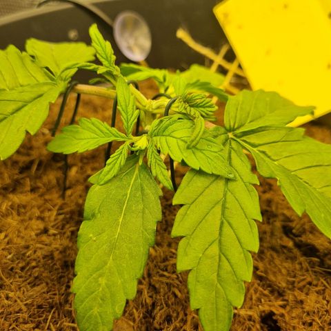 Melissa Bomb growlog timeline photo
