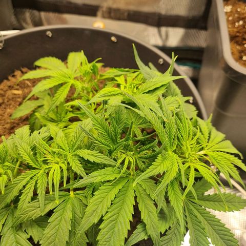 Bettii growlog timeline photo