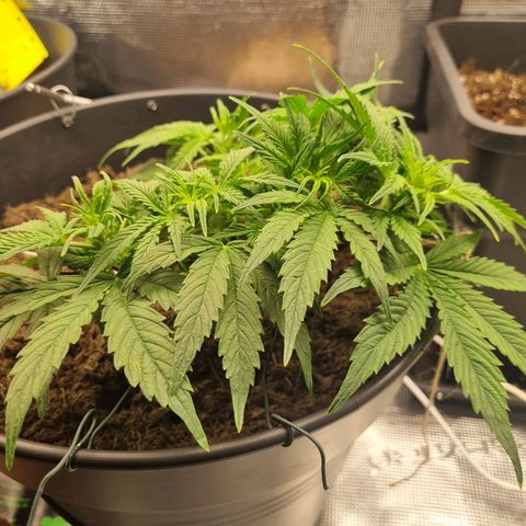 Bettii growlog timeline photo