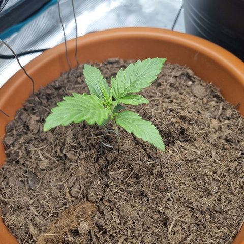 Patricia's Bitch Ass growlog timeline photo