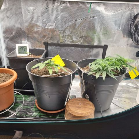 Melissa Bomb growlog timeline photo