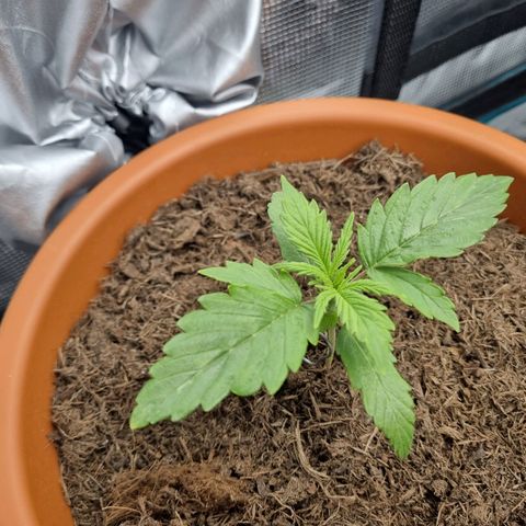 Patricia's Bitch Ass growlog timeline photo