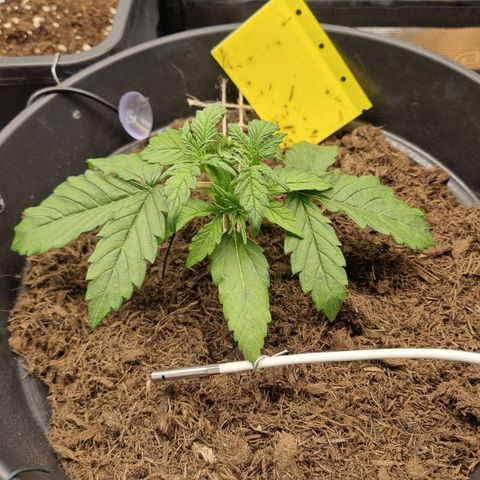 Melissa Bomb growlog timeline photo