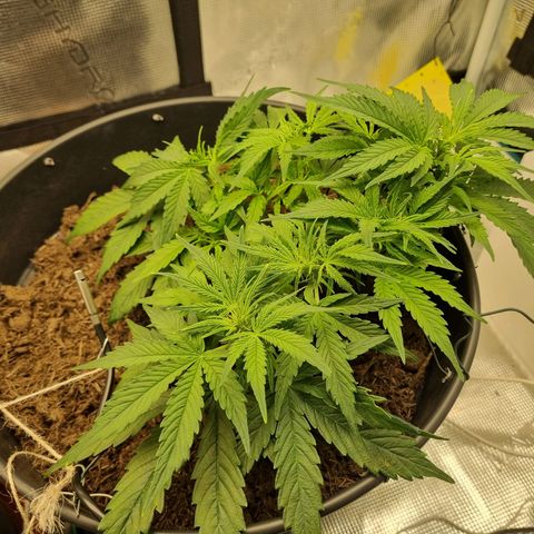 Bettii growlog timeline photo
