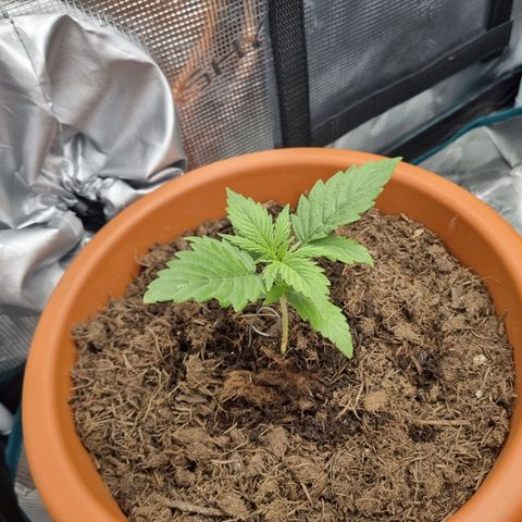 Patricia's Bitch Ass growlog timeline photo