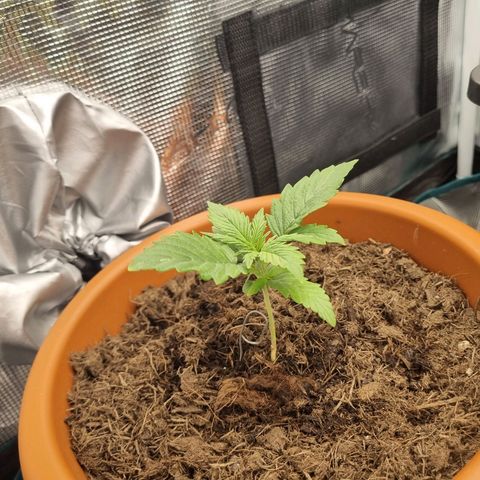Patricia's Bitch Ass growlog timeline photo