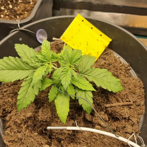 Melissa Bomb growlog timeline photo