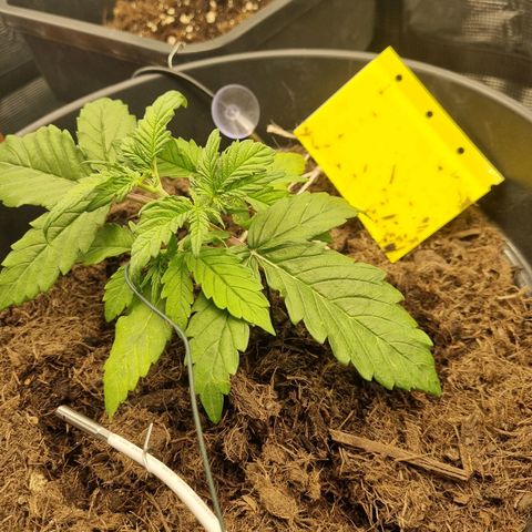 Melissa Bomb growlog timeline photo