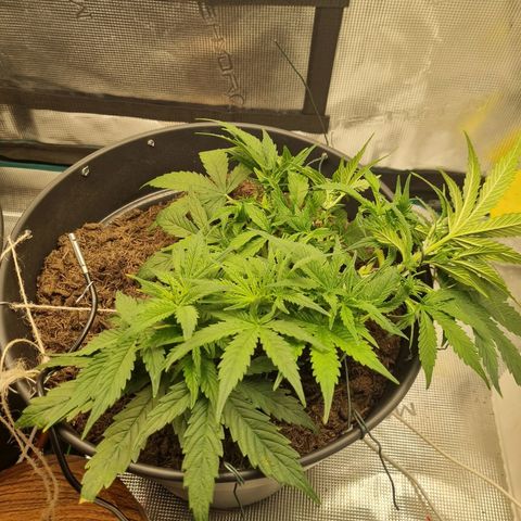 Bettii growlog timeline photo