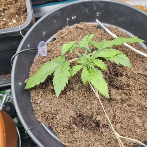 Melissa Bomb growlog photo: Post snip-and-tip