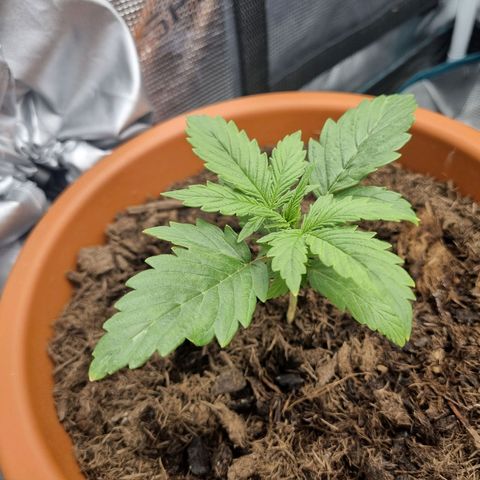 Patricia's Bitch Ass growlog timeline photo