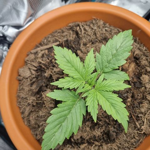 Patricia's Bitch Ass growlog timeline photo