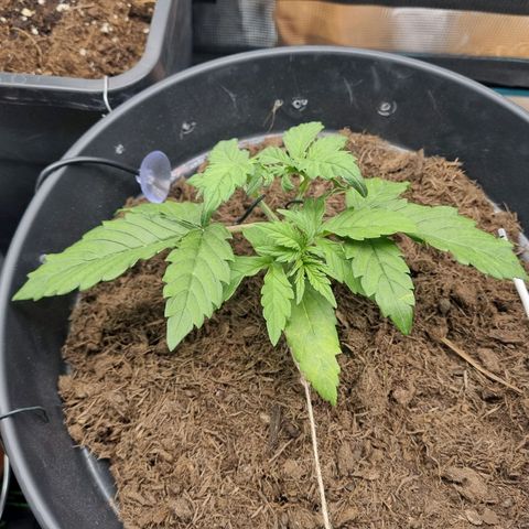 Melissa Bomb growlog photo: After the growth snap mishap, she's already recovering and responding decently to the lean