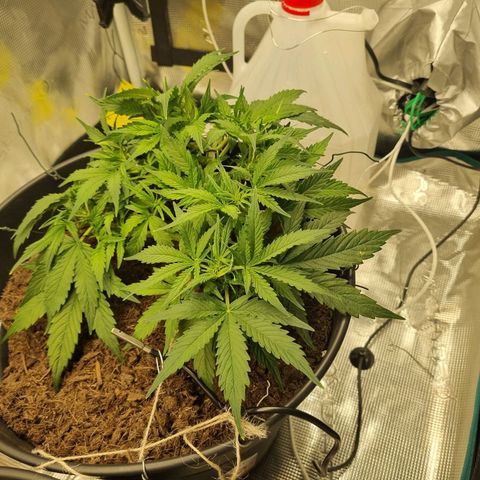 Bettii growlog photo: Bettii and the clippings from today's rearranging of the canopy. Lower "⅓" of most branches removed. 