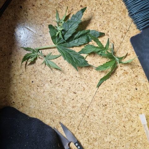 Bettii growlog photo: Bettii and the clippings from today's rearranging of the canopy. Lower "⅓" of most branches removed. 
