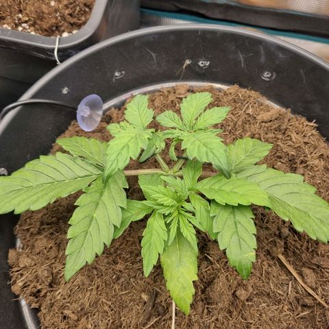Melissa Bomb growlog timeline photo