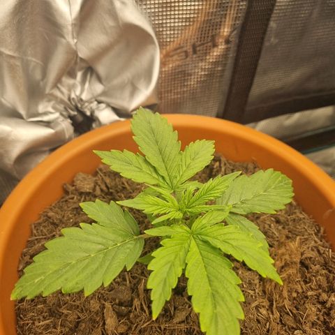 Patricia's Bitch Ass growlog timeline photo