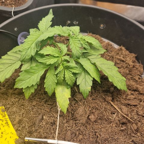 Melissa Bomb growlog timeline photo