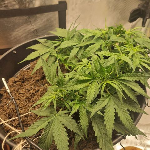 Bettii growlog timeline photo
