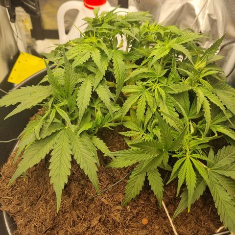 Bettii growlog timeline photo