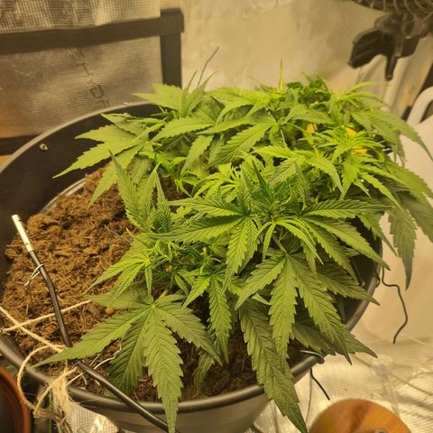 Bettii growlog timeline photo