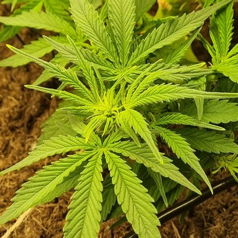 Bettii growlog timeline photo