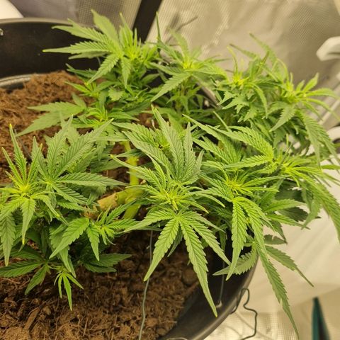 Bettii growlog photo: She's definitely gone into flowering. Waiting for the stink to start 