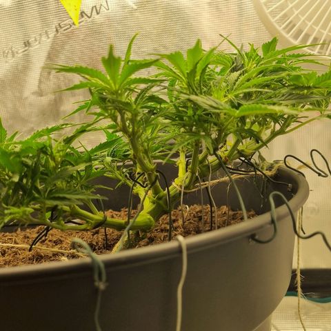 Bettii growlog photo: She's definitely gone into flowering. Waiting for the stink to start 