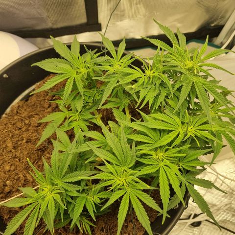 Bettii growlog photo: She's definitely gone into flowering. Waiting for the stink to start 