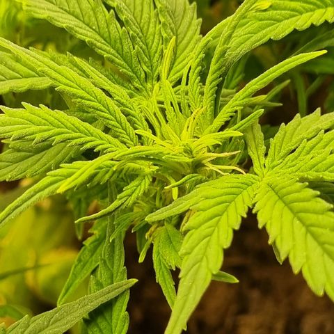 Bettii growlog photo: She's definitely gone into flowering. Waiting for the stink to start 