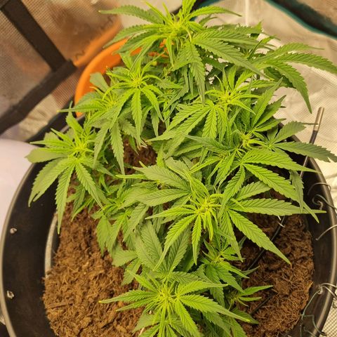 Bettii growlog timeline photo