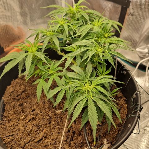 Bettii growlog timeline photo